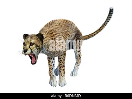 3D Rendering Big Cat Cheetah su bianco Foto Stock