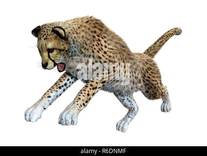 3D Rendering Big Cat Cheetah su bianco Foto Stock