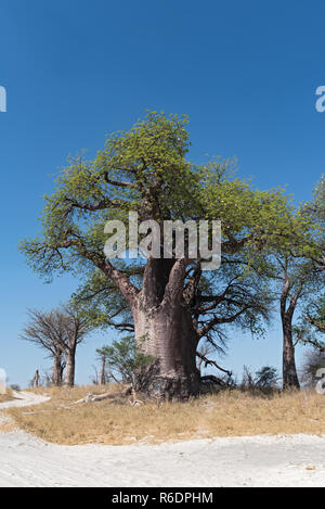 Baines baobab da Nxai Pan National Park, il Botswana. Foto Stock