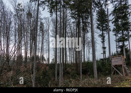 Nascondi sollevata nel mezzo della foresta Foto Stock