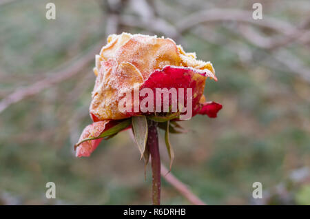 Lonely bella rosa sotto il primo attacco di brina nel giardino autunnale Foto Stock