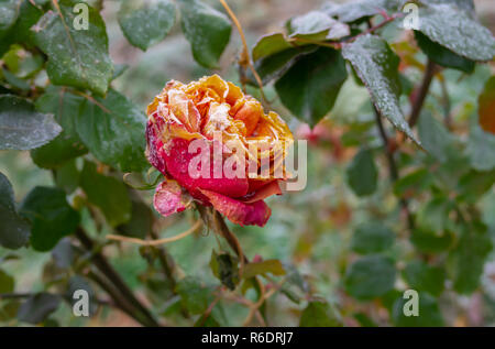 Bella rosa sotto il primo attacco di brina nel giardino autunnale Foto Stock