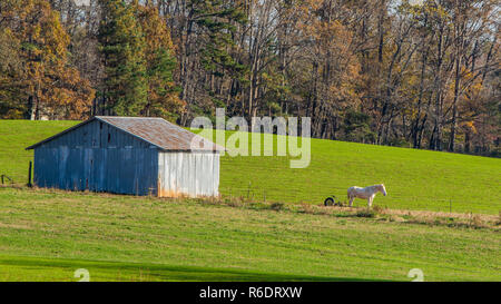 Cavallo in piedi in campo accanto al vecchio fienile con la foresta in background Foto Stock