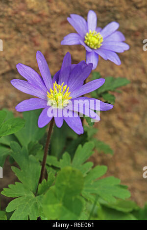 Fioritura balkan windflower anemone blanda Foto Stock