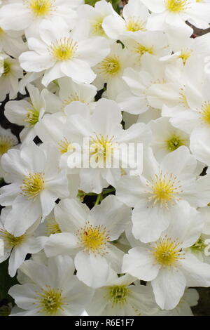 Clematis x cartmanii "valanga", un sempreverde clematide in fiore in primavera, REGNO UNITO Foto Stock