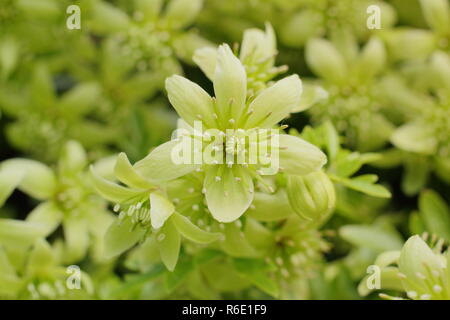 Fioriture primaverili di Clematis cartmanii fragrante Oberon, una particolarmente profumato, evergreen clematis in primavera, REGNO UNITO Foto Stock