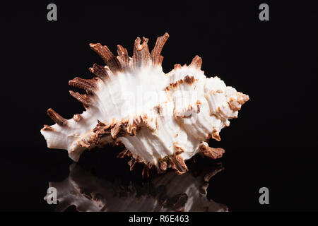 Conchiglia di mare di predatori di lumaca di mare Chicoreus ramosus isolati su sfondo nero Foto Stock