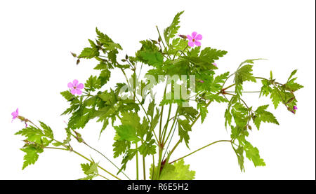 Geranium robertianum, Robertiella robertiana, comunemente noto come Herb-Robert, Red Robin, morte Vieni in fretta, Storksbill, dove il piede, Palanchino, o Foto Stock