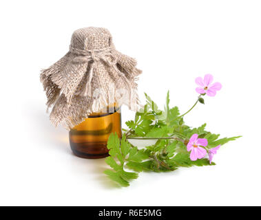 Geranium robertianum, Robertiella robertiana, comunemente noto come Herb-Robert, Red Robin, morte Vieni in fretta, Storksbill, dove il piede, Palanchino, o Foto Stock