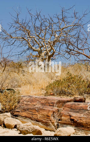 Alberi fossili presso il Parco Nazionale della Foresta Pietrificata In Damaraland, Namibia Foto Stock