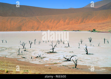 Albero morto a Dead Vlei, Sossusvlei, Namib Naukluft National Park, Namibia Foto Stock