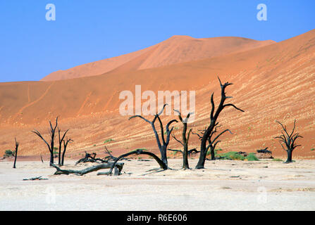 Camelthorn morto (Acacia Erioloba) Alberi In Dead Vlei, Namib Naukluft National Park, Namibia Foto Stock