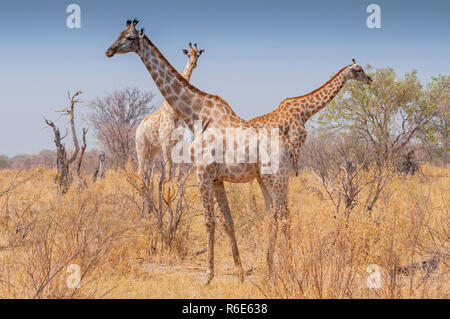 Tre le giraffe in piedi in erba nel Parco Nazionale Chobe, Botswana Foto Stock