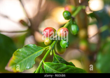 Vista dettagliata del caffè verde su un piccolo caffè organico plantation Foto Stock