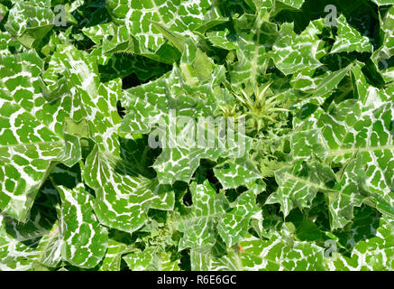 Silybum marianum ha altri nomi comuni includono cardus marianus, cardo, beata milkthistle, cardo mariano, Maria thistle, Saint Mary's thistle Foto Stock