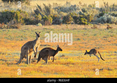 Maschio e femmina grigio orientale canguri (Macropus giganteus), il Parco Nazionale di Coorong Australia Foto Stock