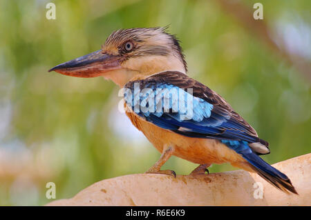 Il Blue-Winged Kookaburra (Dacelo Leachii) è una grande specie di martin pescatore nativo per l'Australia del Nord e Sud della Nuova Guinea Kakadu National Park Foto Stock