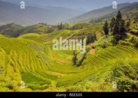 Draghi Backbone terrazze di riso, Longji Tiziano, Guilin, Guangxi, Cina Foto Stock