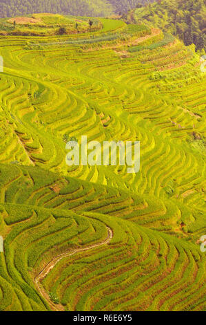 Terrazze Longji campi di riso vicino a Guilin, Guangxi, Cina Foto Stock