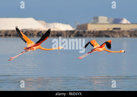 Flying American fenicotteri (Phoenicopterus ruber Ruber-American Flamingo) nel Rio Lagardos, Messico Foto Stock