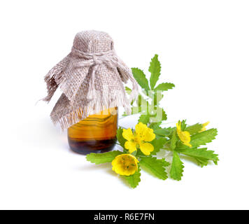 Potentilla reptans, noto come creeping cinquefoil, cinquefoil europea o strisciante tormentil. Isolato. Foto Stock