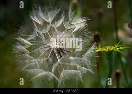 Sementi e fiori del grande pizzetto Tragopogon Dubius Foto Stock