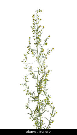 Artemisia absinthium (assenzio, absinthium, assenzio assenzio, assenzio) isolato. Foto Stock