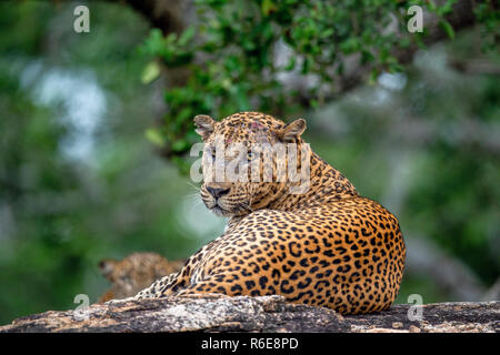 Il vecchio Leopard maschio con cicatrici sulla faccia giace sulla roccia. Il leopardo dello Sri Lanka (Panthera pardus kotiya) maschio. Foto Stock