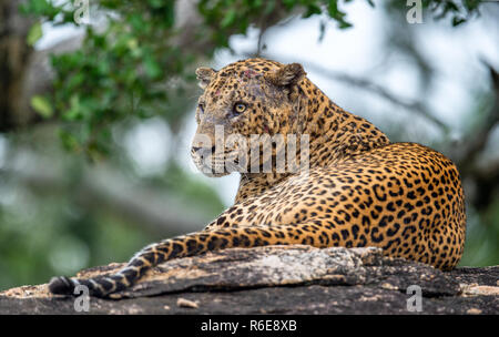 Il vecchio Leopard maschio con cicatrici sulla faccia giace sulla roccia. Il leopardo dello Sri Lanka (Panthera pardus kotiya) maschio. Foto Stock