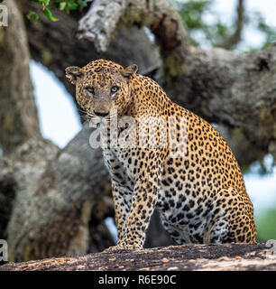 Il vecchio Leopard maschio con cicatrici sulla faccia giace sulla roccia. Il leopardo dello Sri Lanka (Panthera pardus kotiya) maschio. Foto Stock