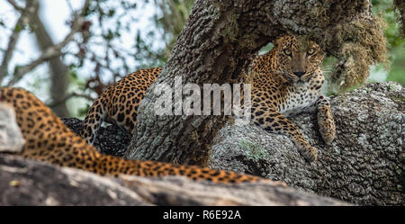 Leopardi su una roccia. La femmina e maschio di leopardo dello Sri Lanka (Panthera pardus kotiya). Lo Sri Lanka. Yala National Park. Foto Stock