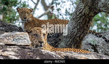 Leopardi su una roccia. La femmina e maschio di leopardo dello Sri Lanka (Panthera pardus kotiya). Lo Sri Lanka. Yala National Park. Foto Stock