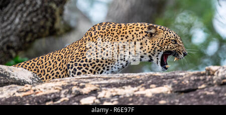 Leopard ruggito. Leopard su una pietra. Il leopardo dello Sri Lanka (Panthera pardus kotiya) femmina. Foto Stock