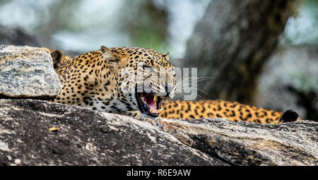 Leopard ruggito. Leopard su una pietra. Il leopardo dello Sri Lanka (Panthera pardus kotiya) femmina. Foto Stock