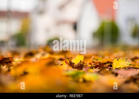 In autunno le foglie dipinte nel sole di sera su un modo Foto Stock