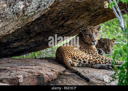 Leopardi su una roccia. La femmina e maschio di leopardo dello Sri Lanka (Panthera pardus kotiya). Lo Sri Lanka. Yala National Park. Foto Stock