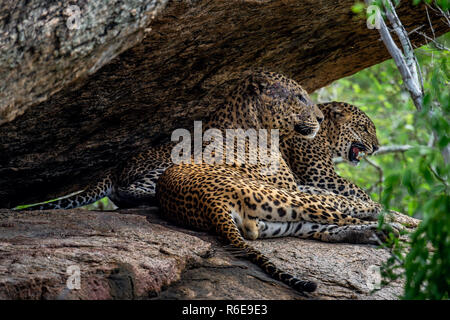 Leopardi su una roccia. La femmina e maschio di leopardo dello Sri Lanka (Panthera pardus kotiya). Lo Sri Lanka. Yala National Park. Foto Stock