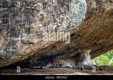 Leopard su una roccia. La femmina di leopardo dello Sri Lanka (Panthera pardus kotiya). Lo Sri Lanka. Yala National Park. Foto Stock