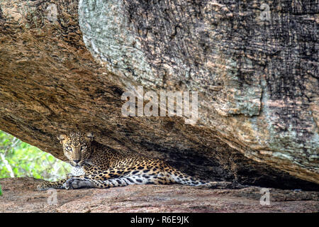 Leopard su una roccia. La femmina di leopardo dello Sri Lanka (Panthera pardus kotiya). Lo Sri Lanka. Yala National Park. Foto Stock