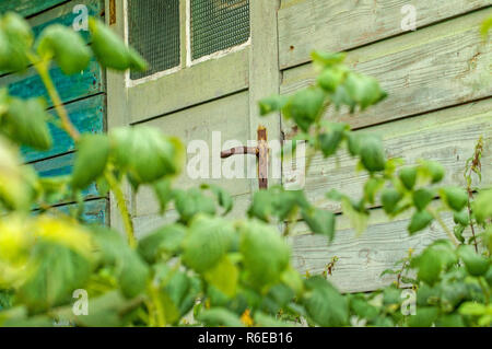 Cabina vecchia nascosto dietro la bussola di Blackberry Foto Stock