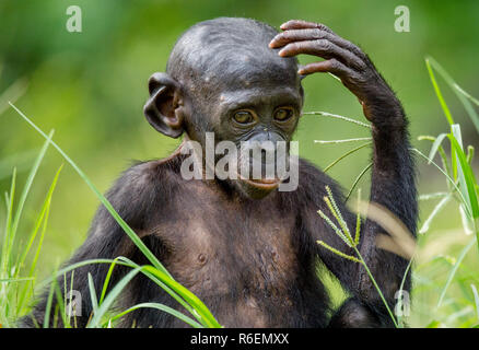 Close up ritratto di Bonobo Cub in habitat naturali. Verde sfondo naturale. Il Bonobo ( Pan paniscus), chiamato scimpanzé pigmeo. Rep democratica Foto Stock