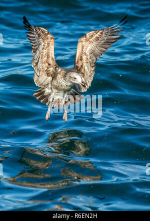 Flying capretti Kelp gabbiano (Larus dominicanus), noto anche come il Gabbiano dominicano e nero appoggiato Kelp Gull. Naturale oceano blu sullo sfondo dell'acqua. Falso Foto Stock