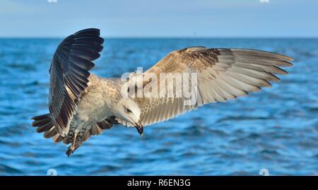 Flying capretti Kelp gabbiano (Larus dominicanus), noto anche come il Gabbiano dominicano e nero appoggiato Kelp Gull. Naturale oceano blu sullo sfondo dell'acqua. Falso Foto Stock