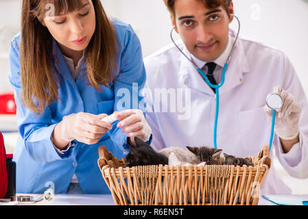 Medico e assistente in clinica veterinaria a controllare gattino Foto Stock