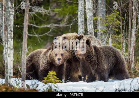 Lei-orso e orso cuccioli. Femmina adulta di orso bruno (Ursus arctos) con i cuccioli sulla neve nella foresta di primavera. Foto Stock