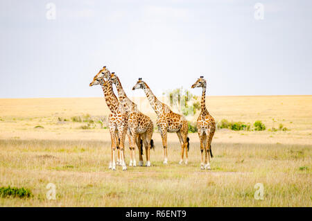 Gregge di giraffe a destra di fronte ad un gruppo di leoni nella savana del Masai Mara Park nel nord-ovest del Kenya Foto Stock