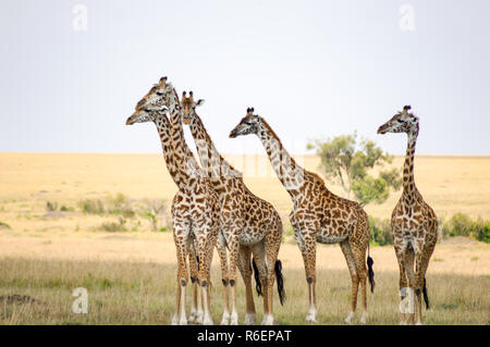 Gregge di giraffe a destra di fronte ad un gruppo di leoni nella savana del Masai Mara Park nel nord-ovest del Kenya Foto Stock