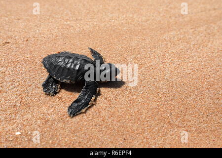 Baby turtle tartarughe di mare sulle spiagge dello Sri lanka Foto Stock