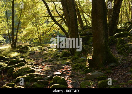 Cwm Nantcol Boschi Foto Stock