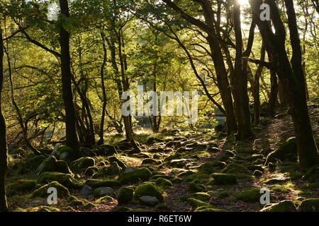 Cwm Nantcol Boschi Foto Stock